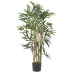 3' Multi Bambusa Bamboo Tree w/500 Lvs