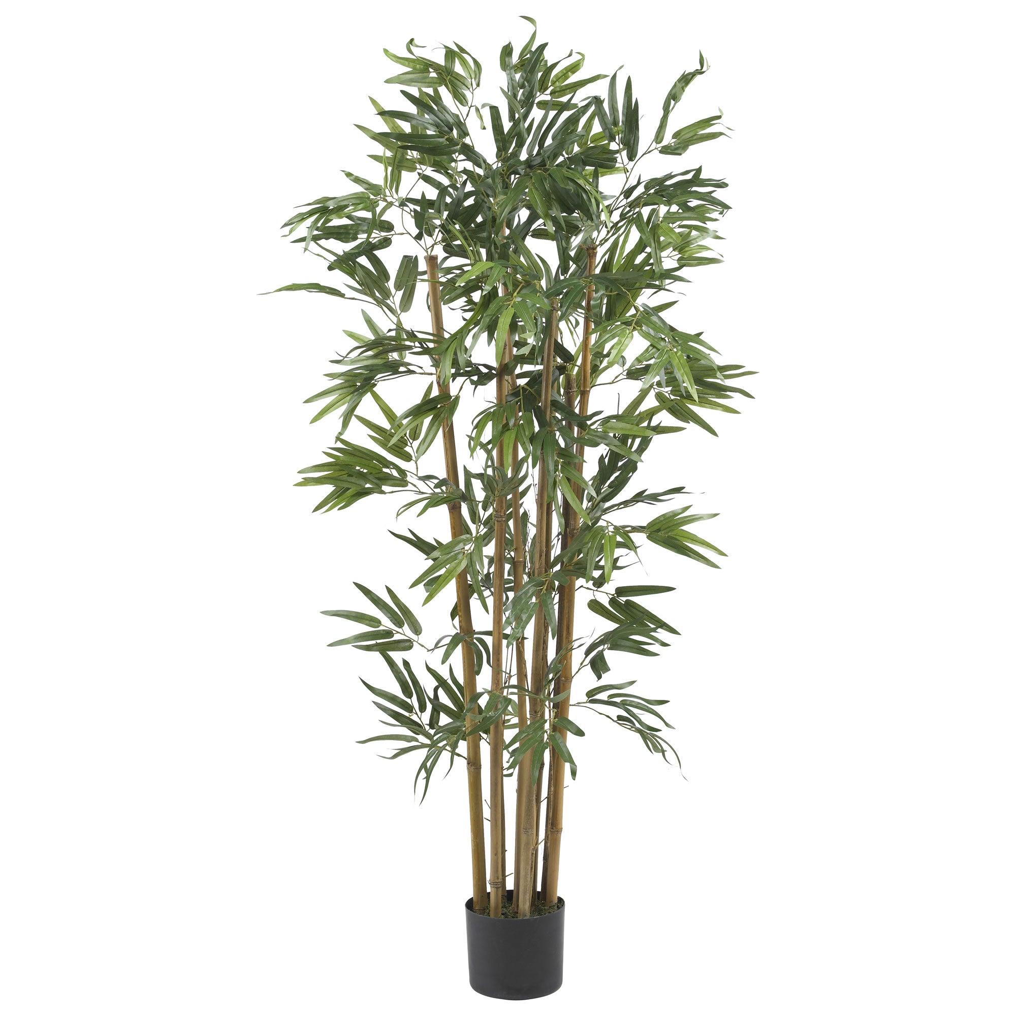 4' Multi Bambusa Bamboo Tree w/700 Lvs