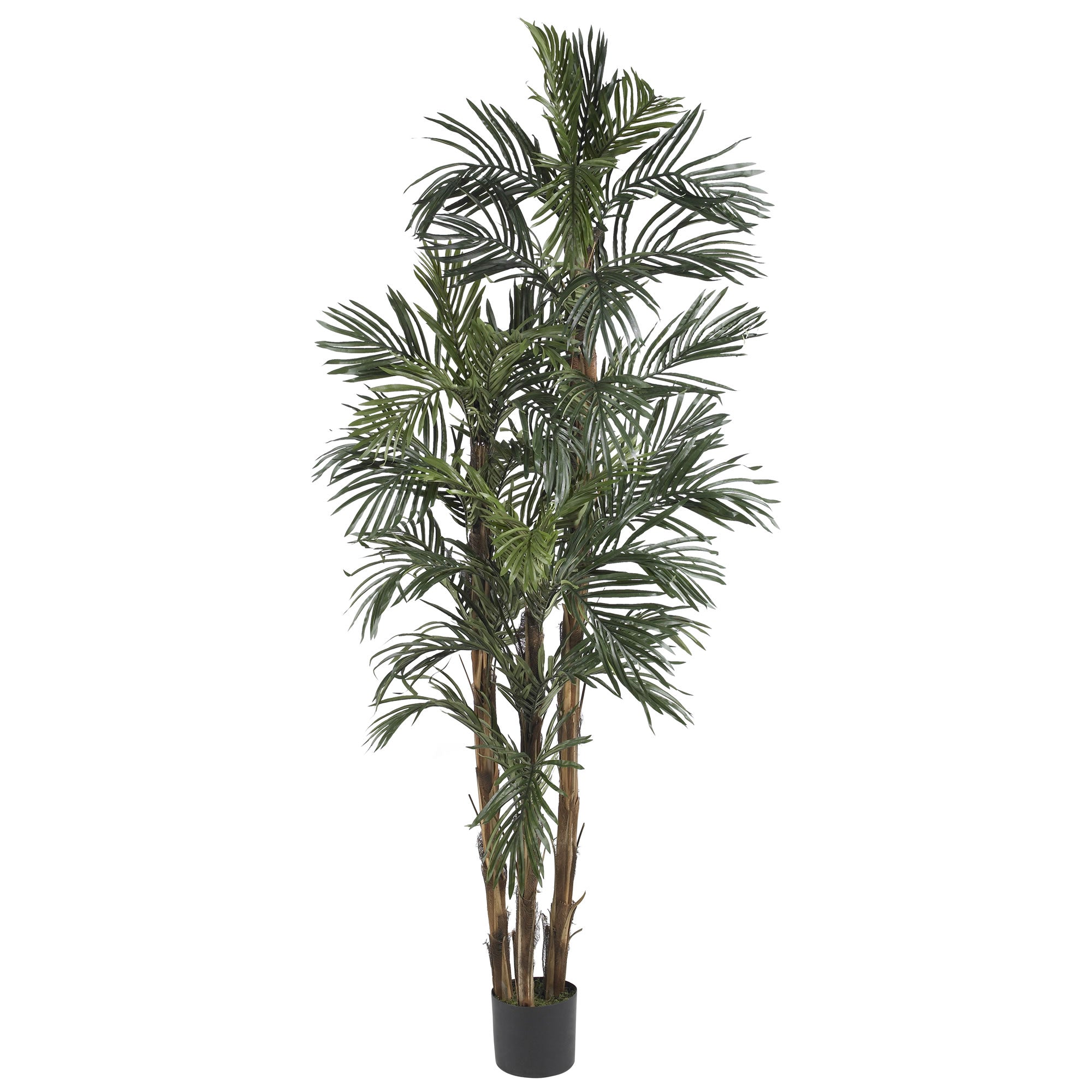 6' Robellini Palm Tree w/38 Lvs