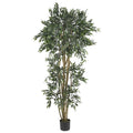 6' Green Ash Tree w/2592 Lvs