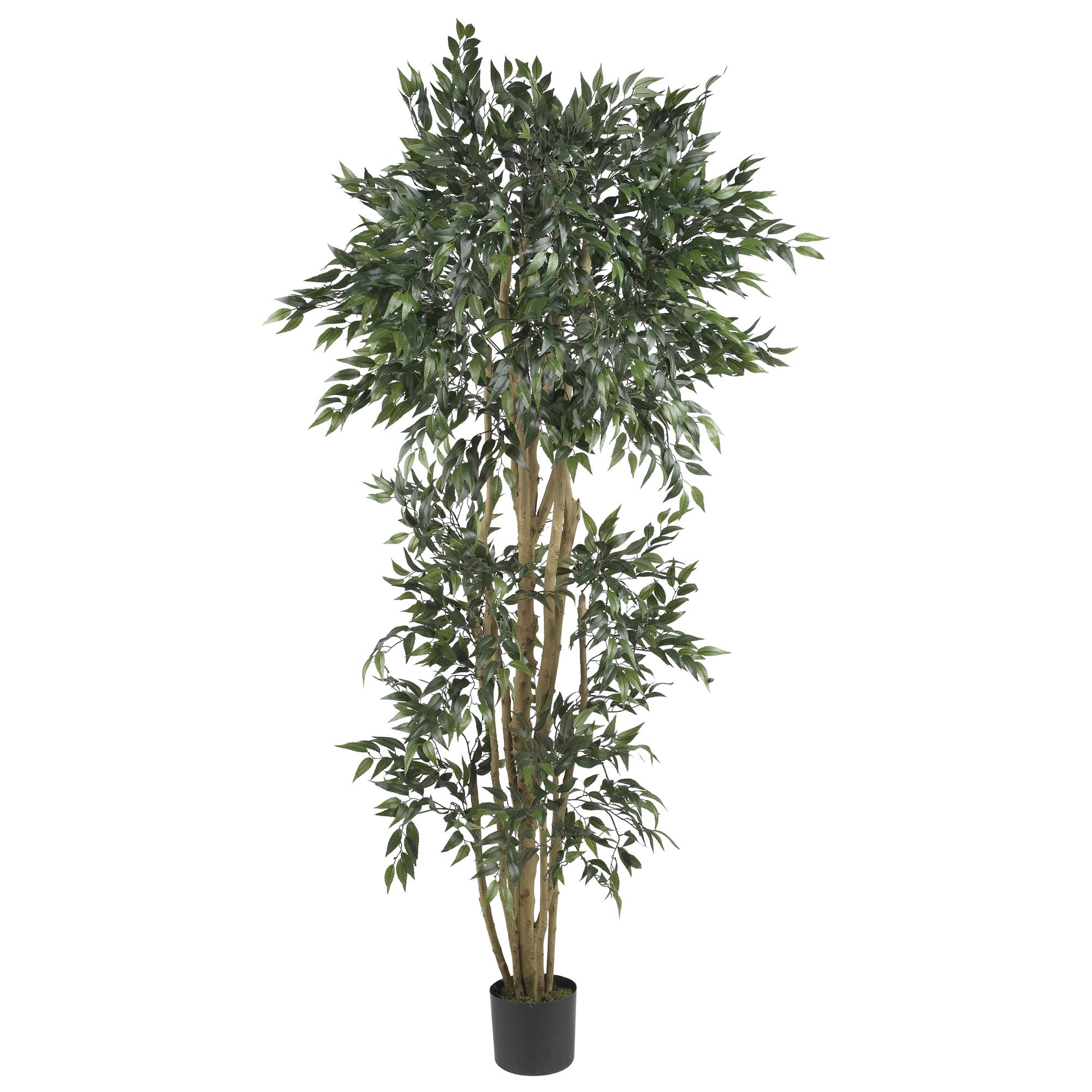 6' Green Ash Tree w/2592 Lvs