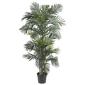 6.5' Golden Cane Palm Tree w/333 Lvs