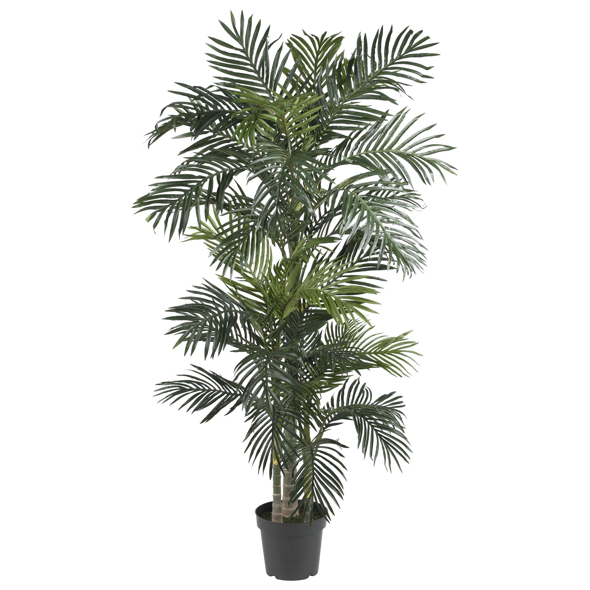 6.5' Golden Cane Palm Tree w/333 Lvs