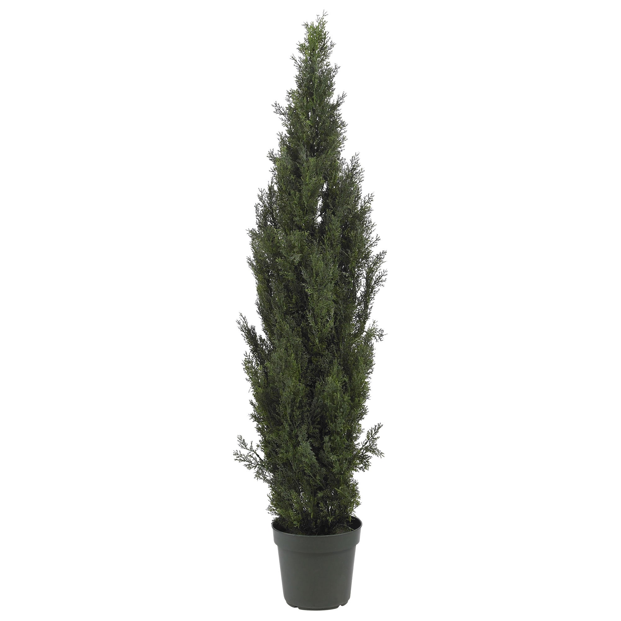 6' Mini Cedar Pine Tree w/2492 Lvs