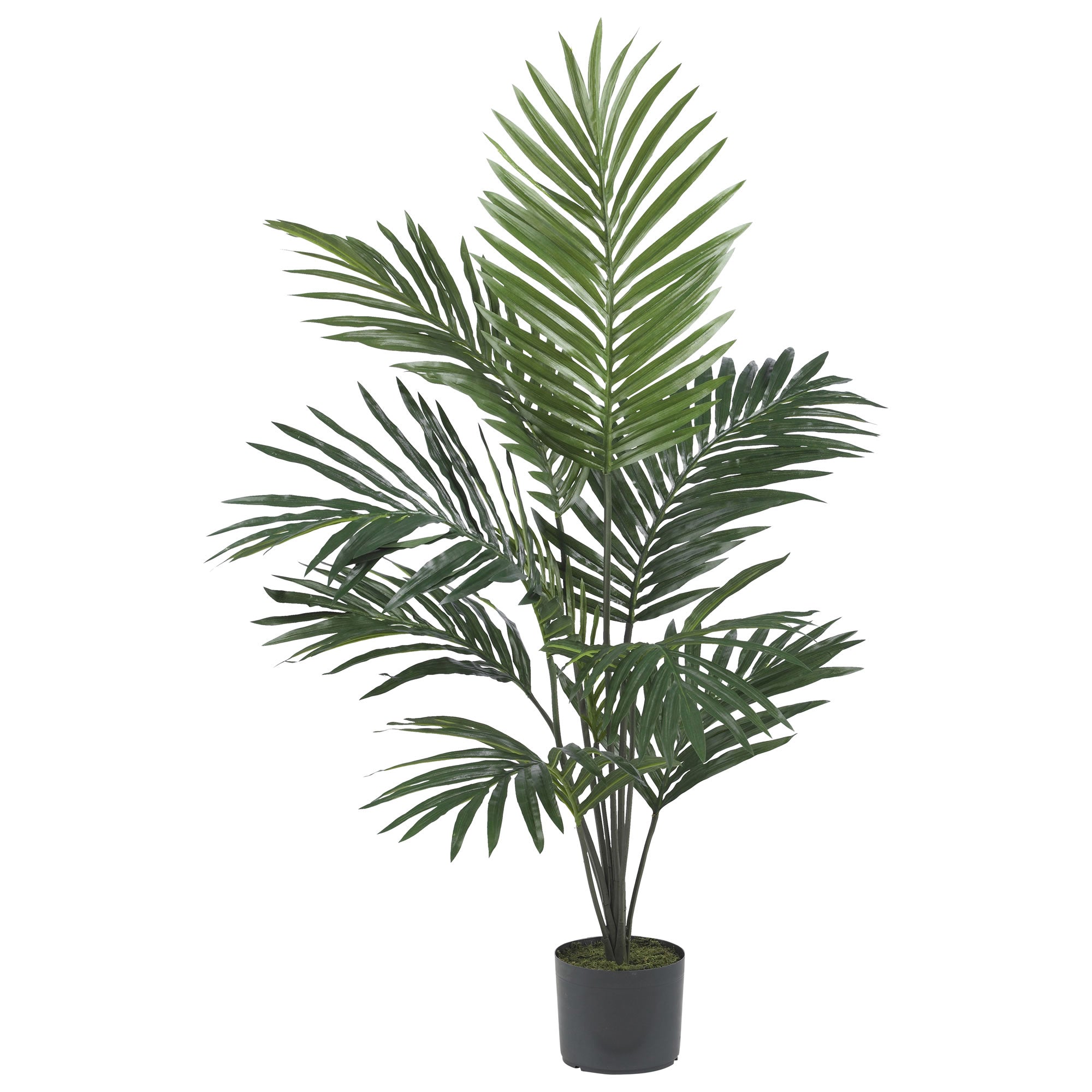 5' Kentia Palm Tree w/12 Fronds