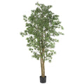 6' Japanese Maple Tree w/924 Lvs