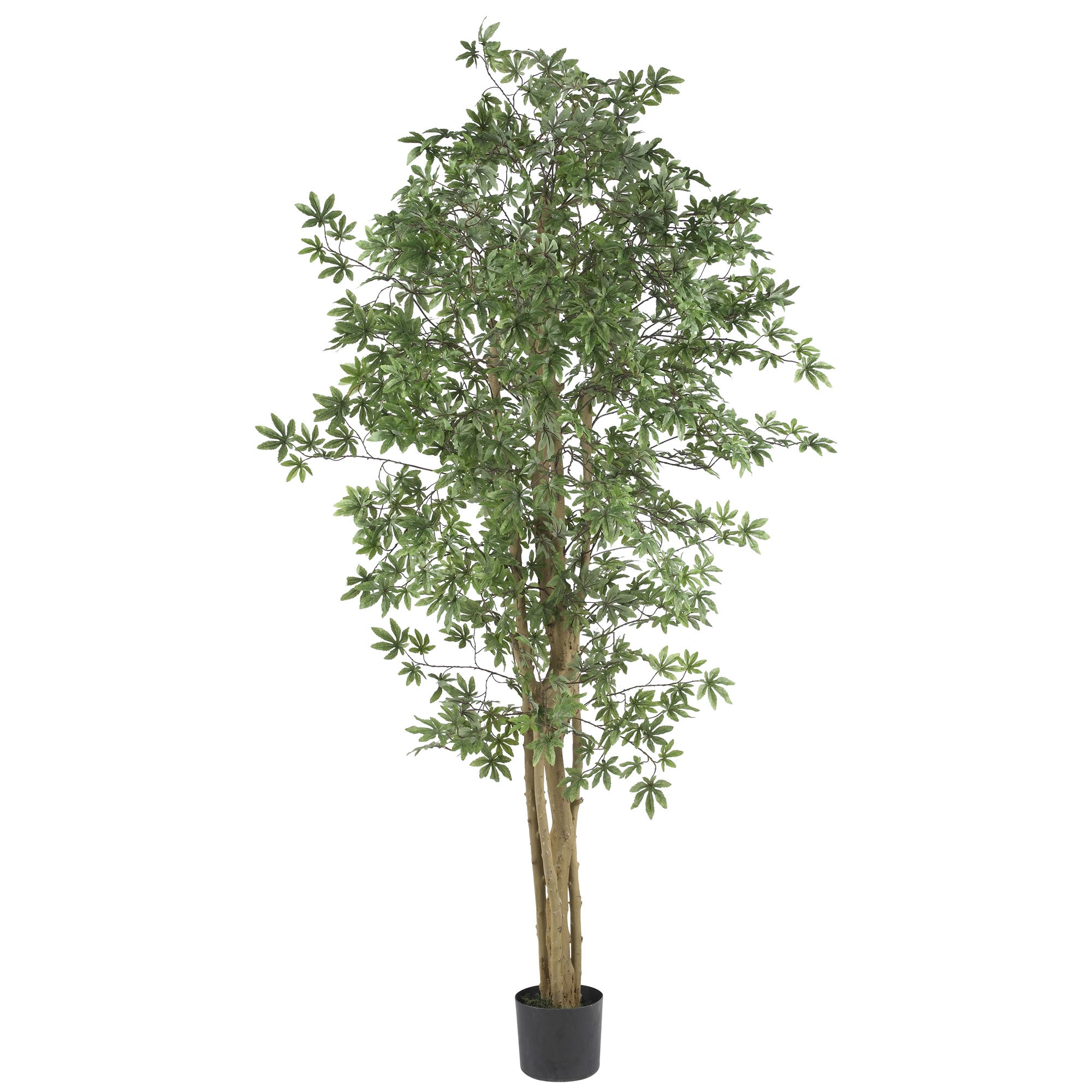 6' Japanese Maple Tree w/924 Lvs