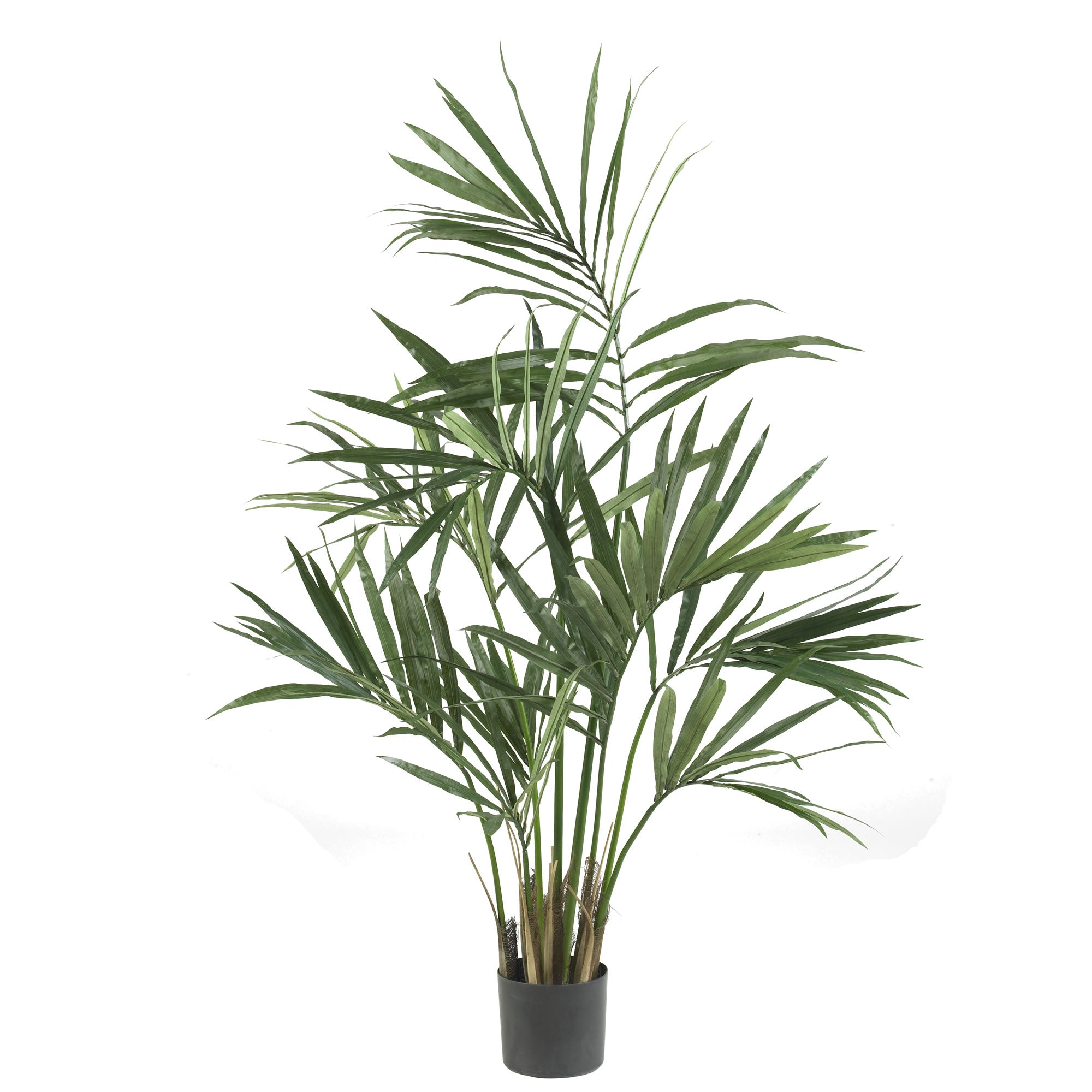 5' Kentia Palm Tree x 7 w/124 Lvs