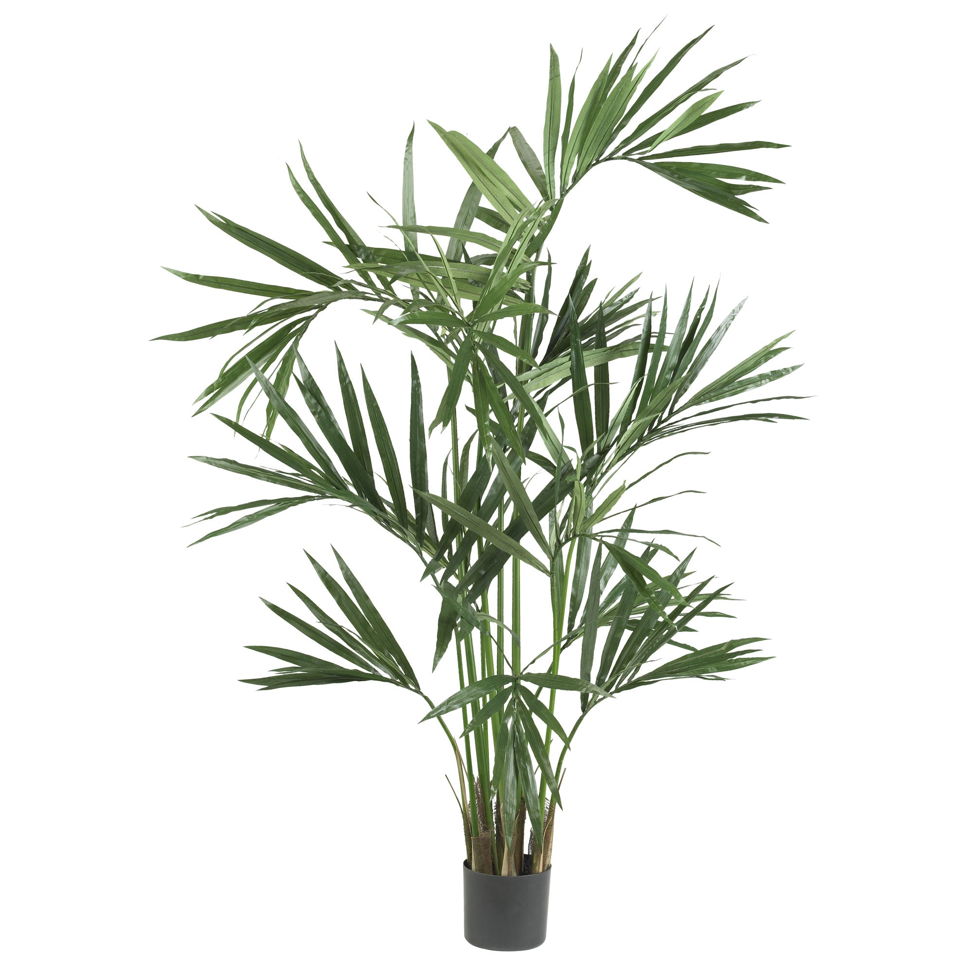 6' Kentia Palm Tree x 12 w/218 Lvs