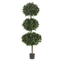 69" Sweet Bay Triple Ball Tree w/2664 Lvs