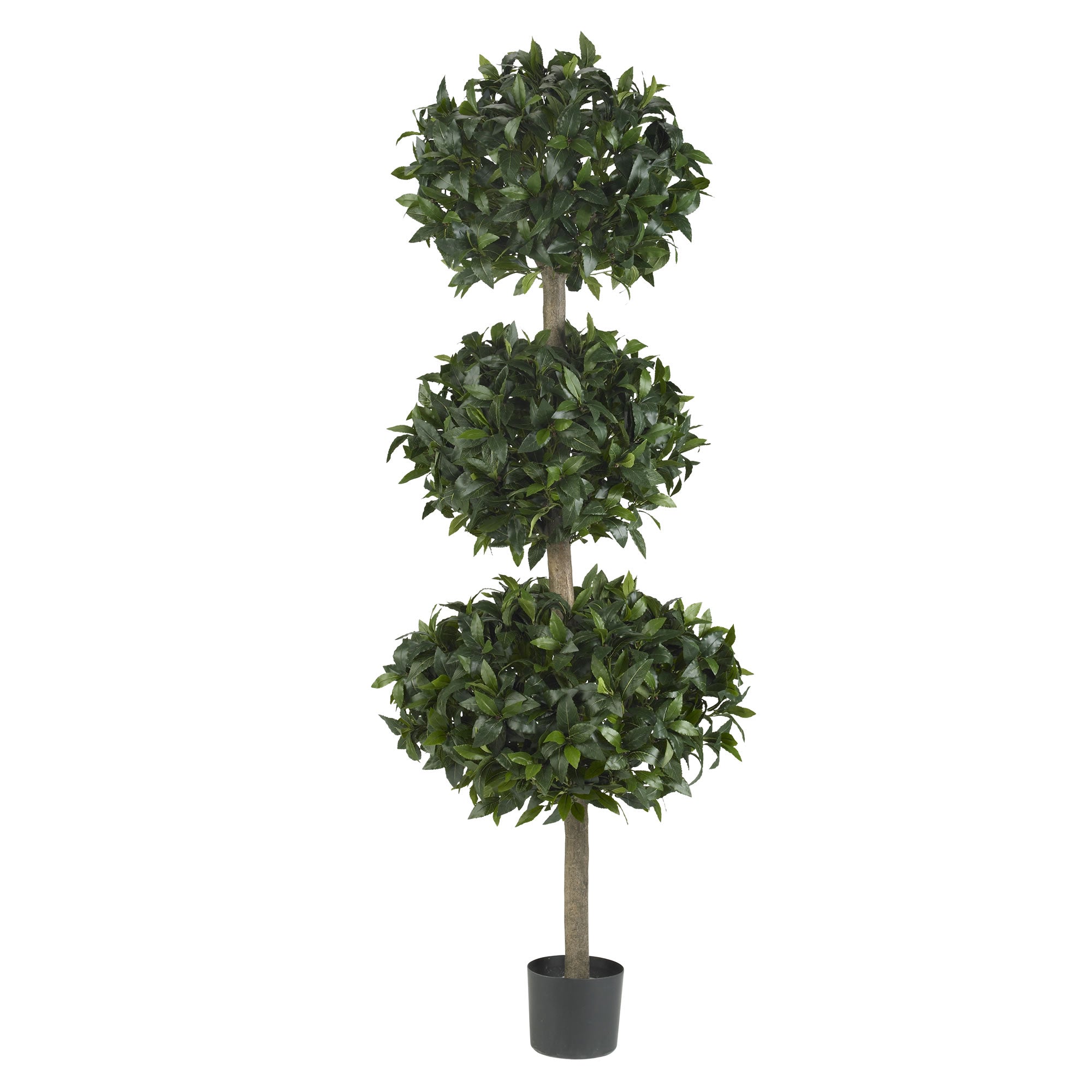 69" Sweet Bay Triple Ball Tree w/2664 Lvs