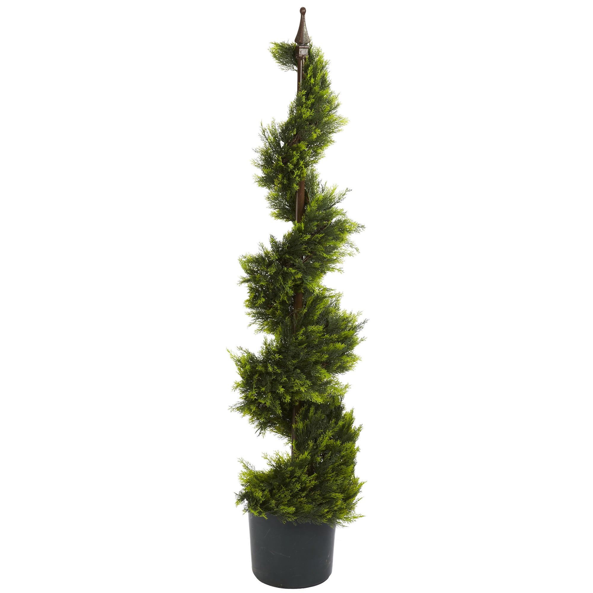 4' Cypress Spiral Tree