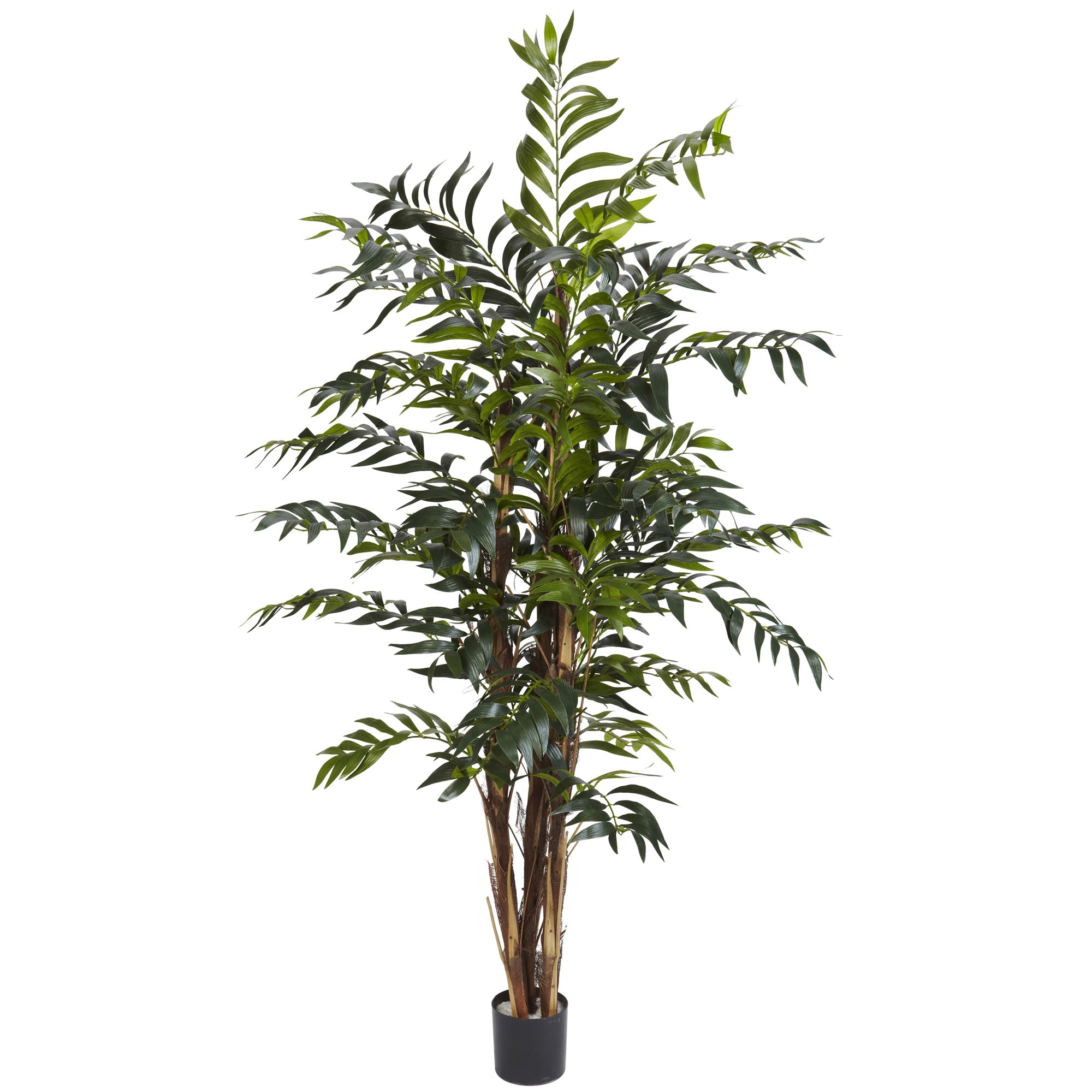 5' Bamboo Palm Tree w/690 Lvs