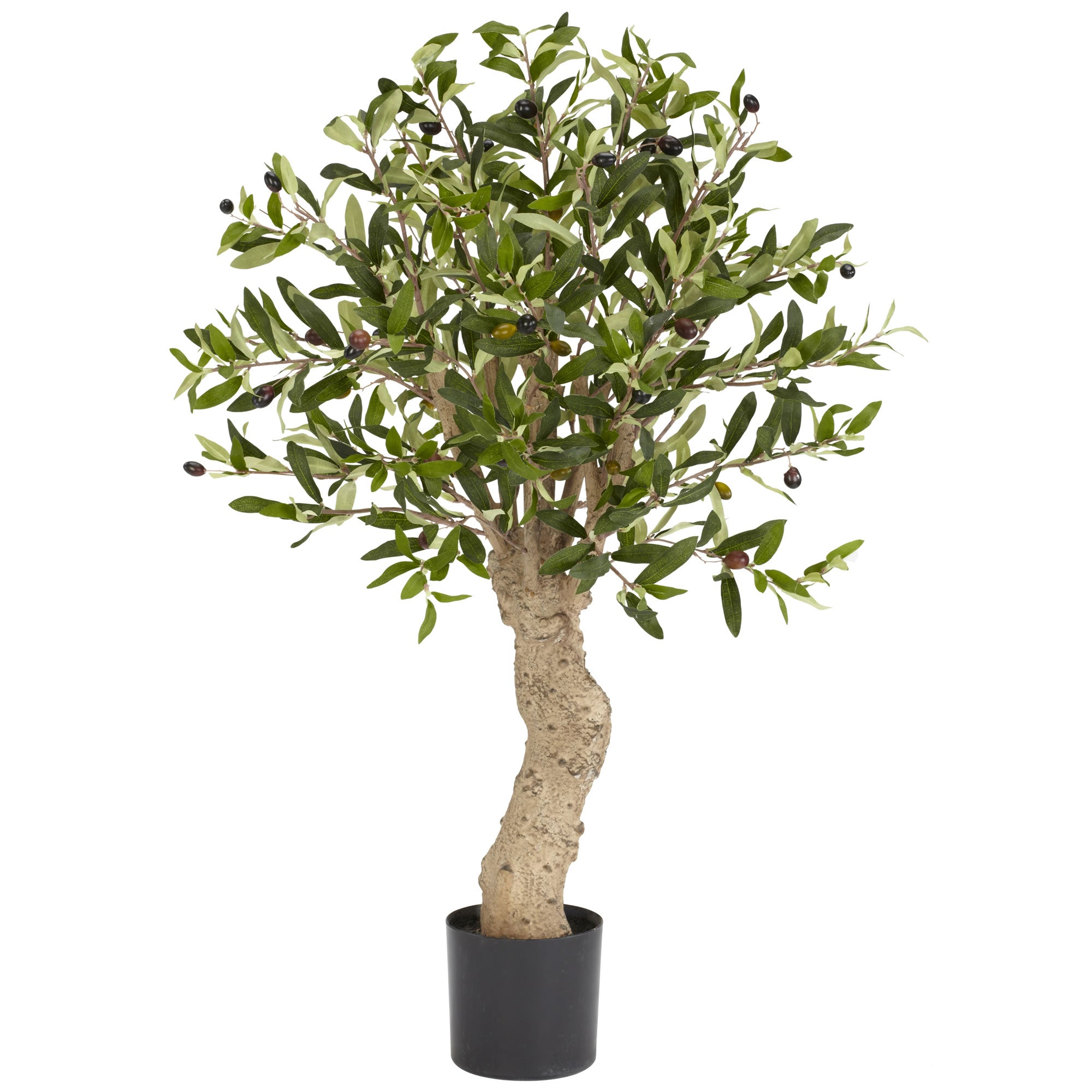 2.5' Olive Tree w/690 Lvs & 43 Berries