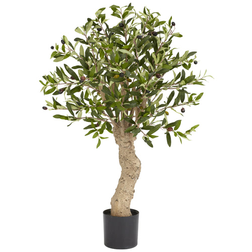 2.5' Olive Tree w/690 Lvs & 43 Berries