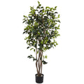 5' Ficus Bushy Tree w/780 Lvs