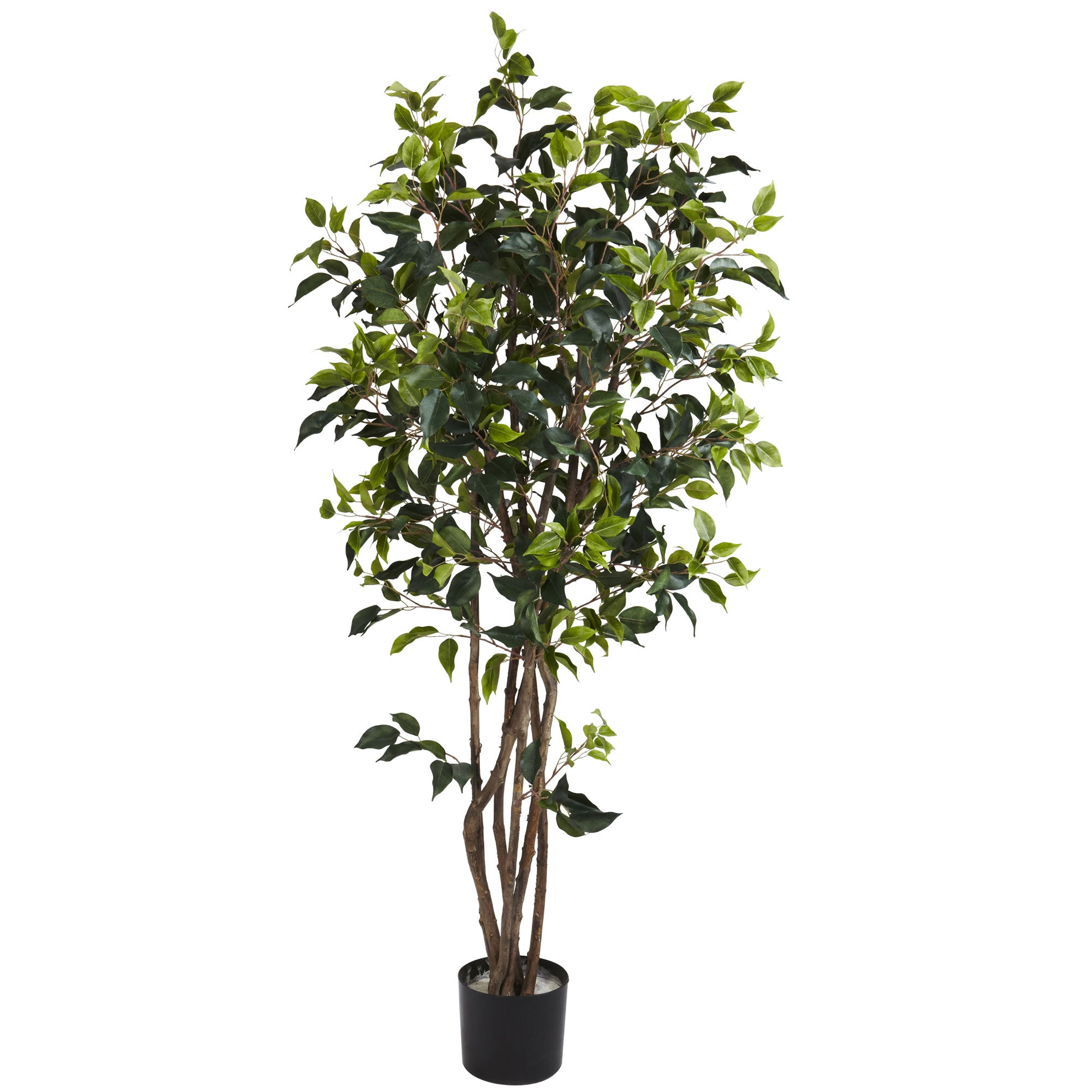 5' Ficus Bushy Tree w/780 Lvs
