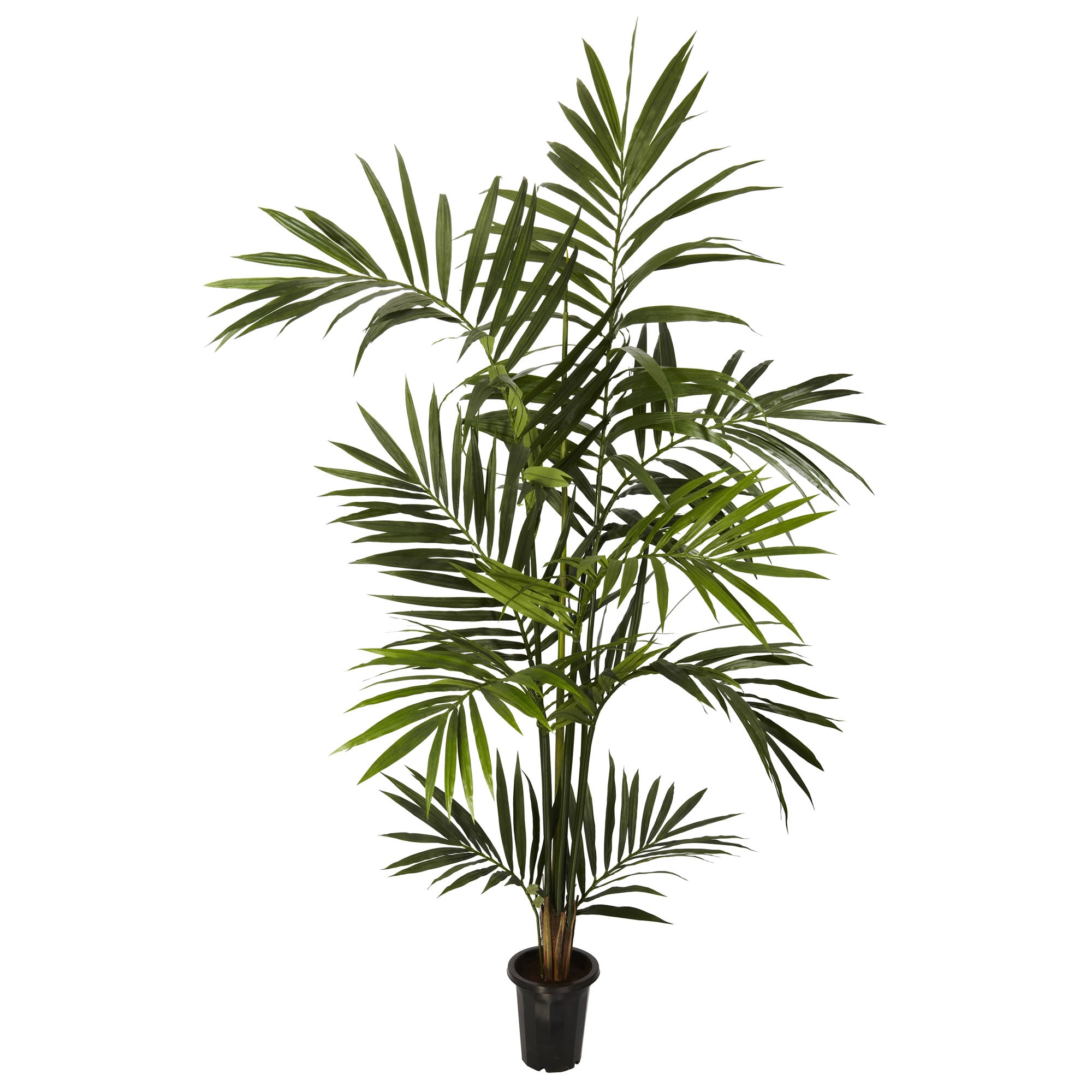 6' Kentia Palm Tree x 10/Fronds