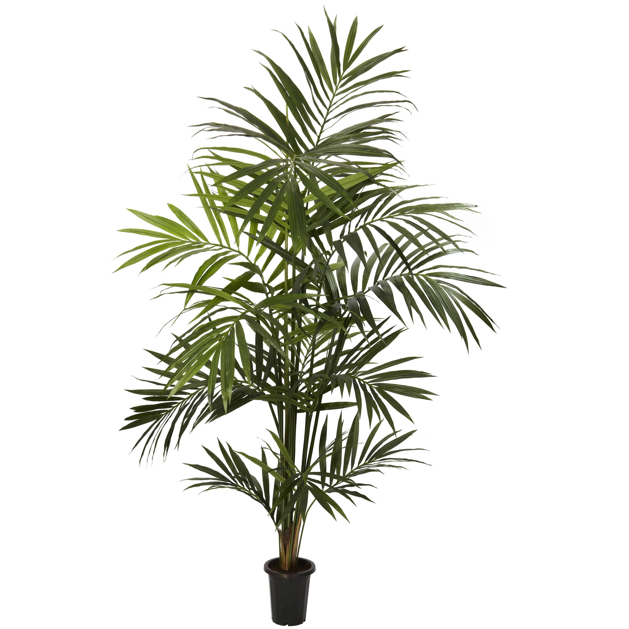 7' Kentia Palm Tree w/13 Fonds