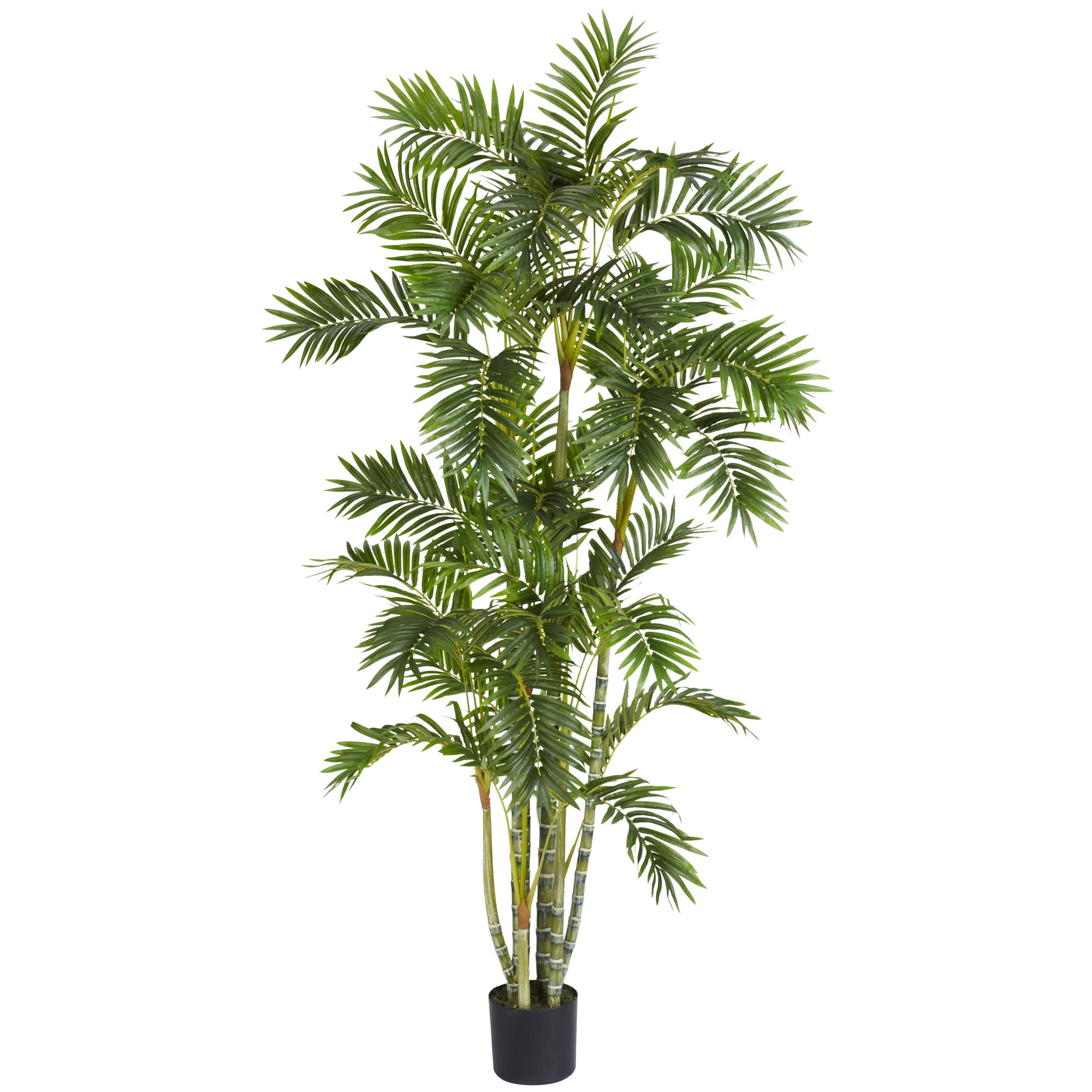 6' Areca Palm Tree w/1155 Lvs