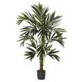 6' Kentia Tree