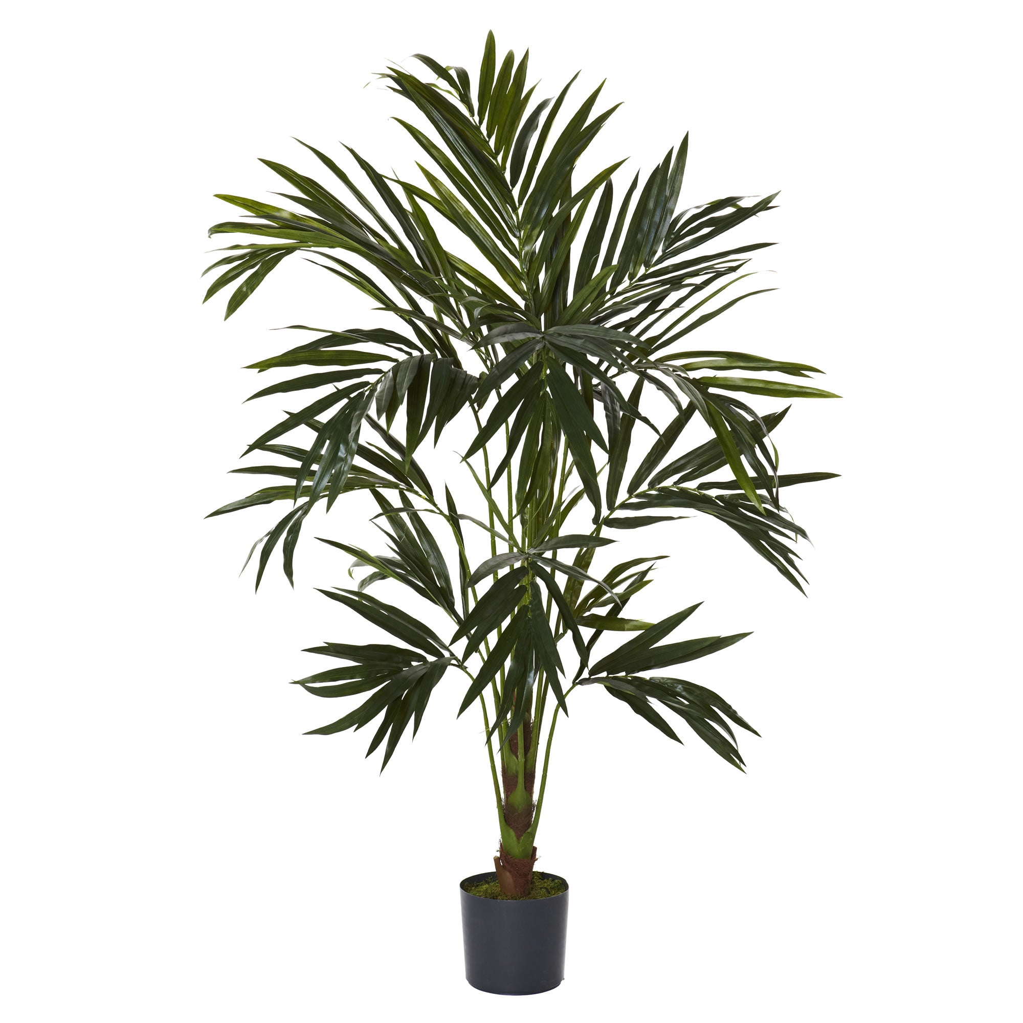 6' Kentia Tree