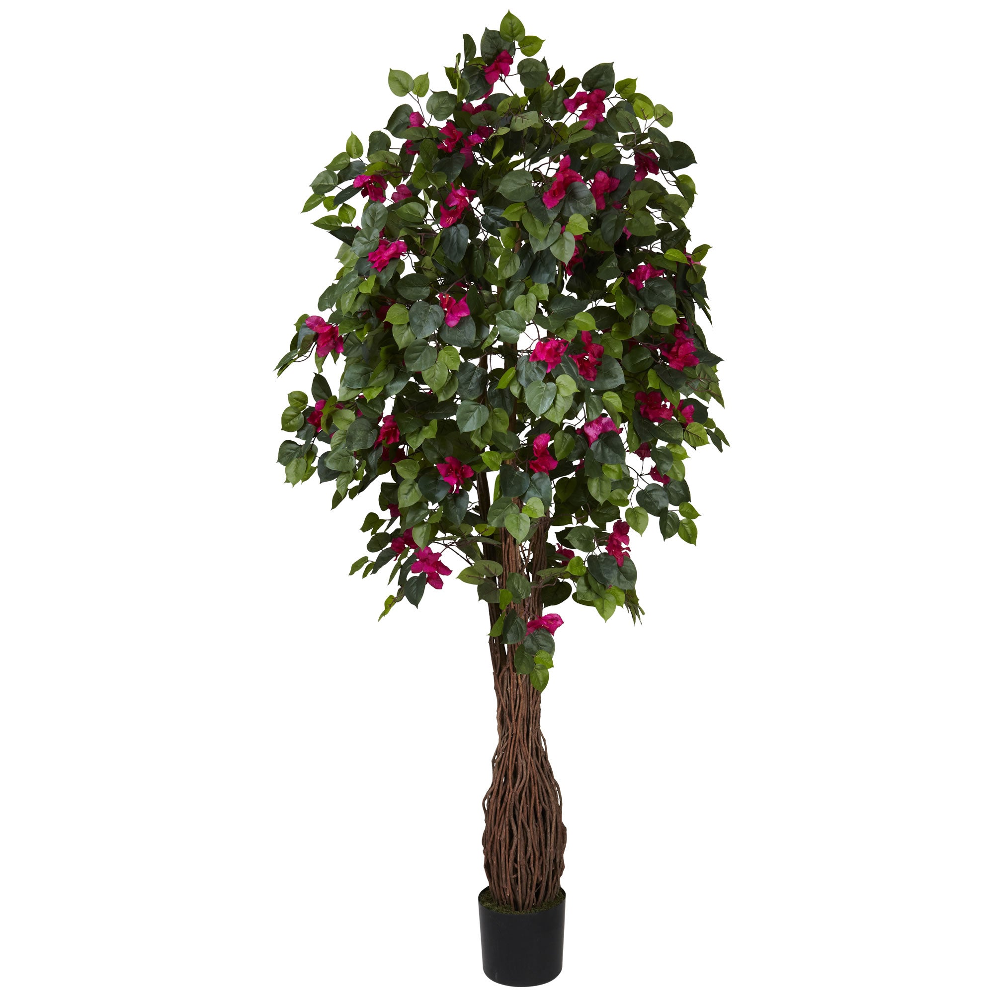 6' Multi Vine Bougainvillea Tree w/990 Lvs