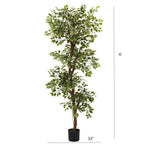6' Variegated Ficus Tree w/1944 Lvs