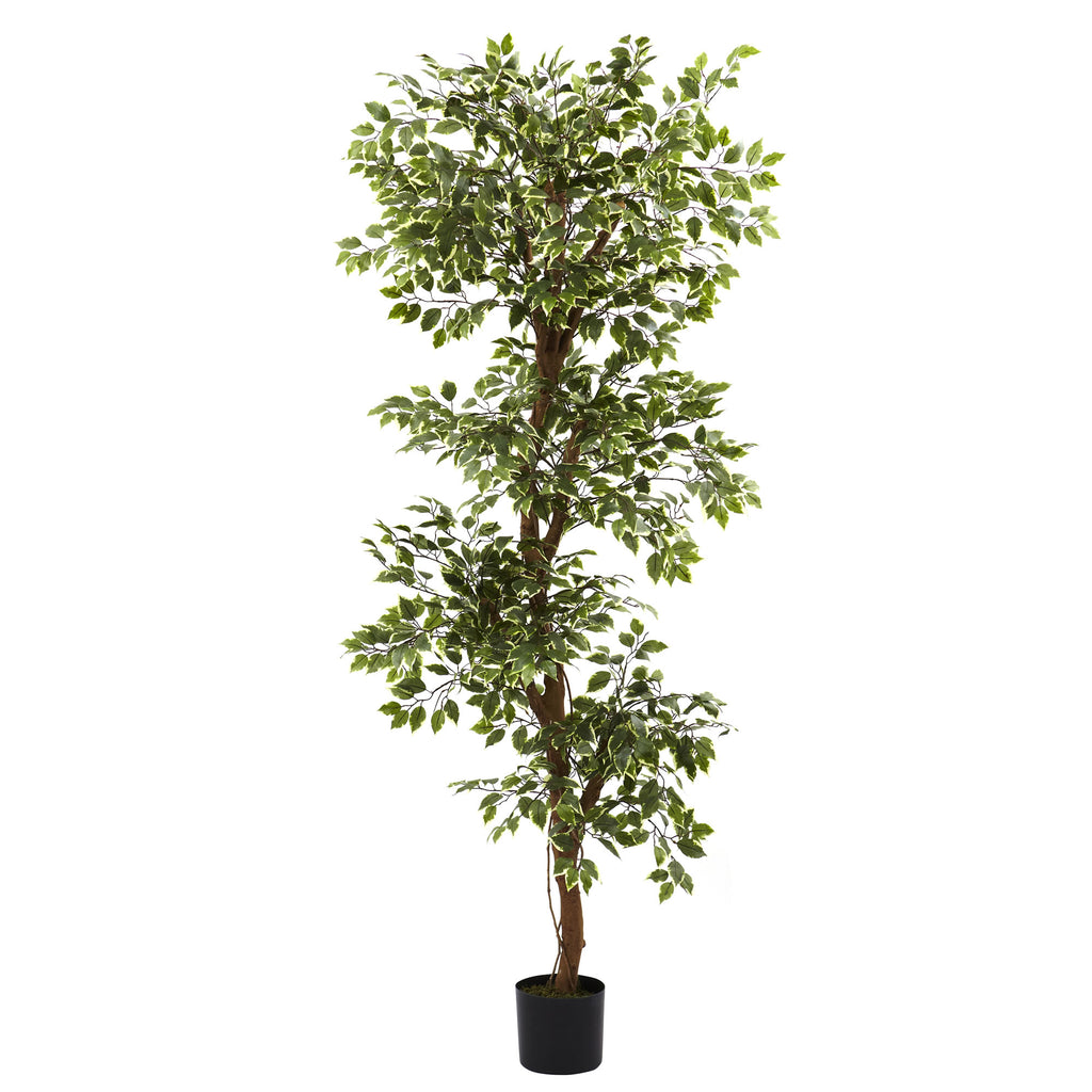 6' Variegated Ficus Tree w/1944 Lvs
