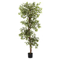 6' Variegated Ficus Tree w/1944 Lvs
