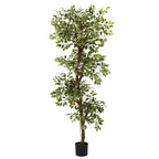 6' Variegated Ficus Tree w/1944 Lvs