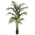 6' Kentia Palm Tree x 12 w/180 Lvs