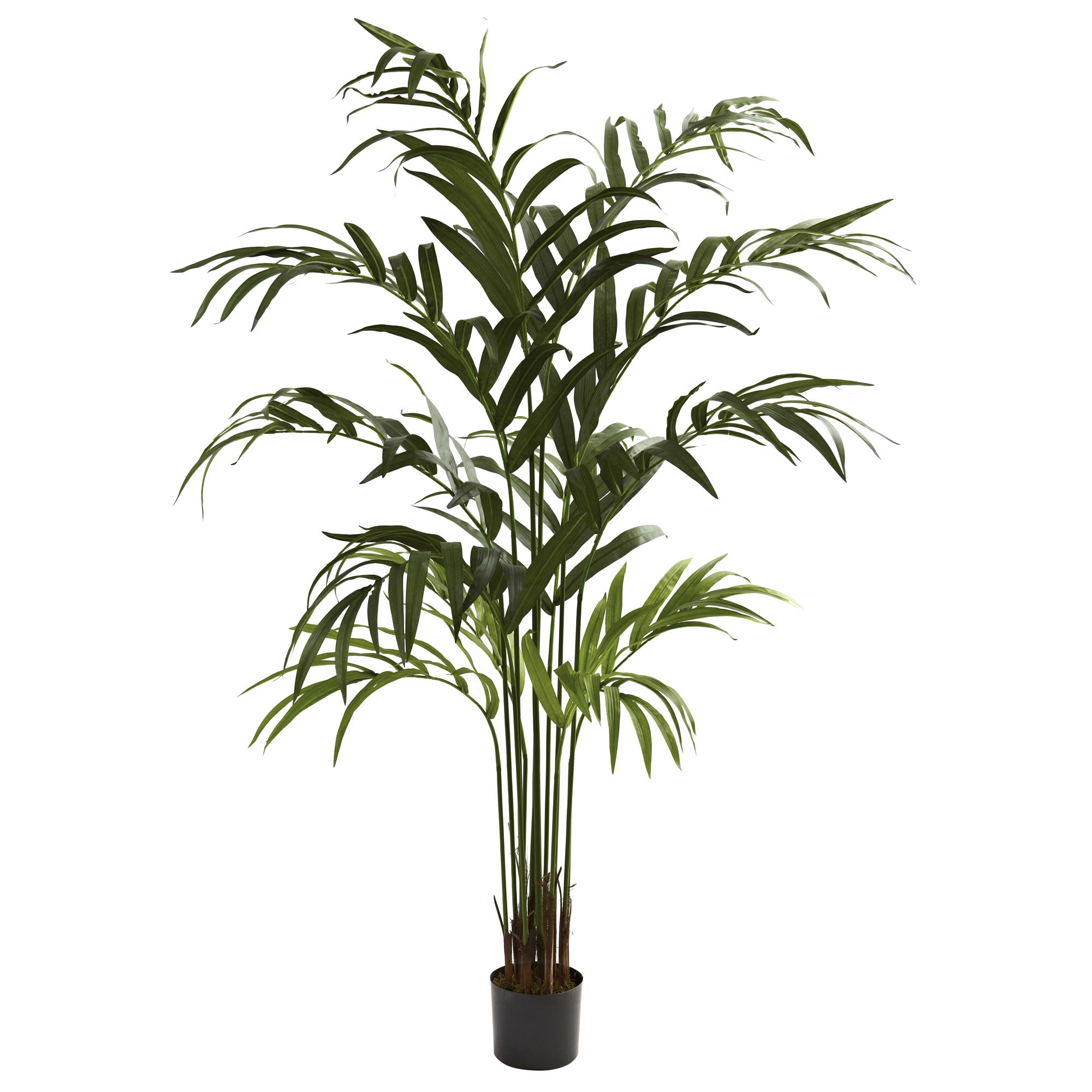 6' Kentia Palm Tree x 12 w/180 Lvs
