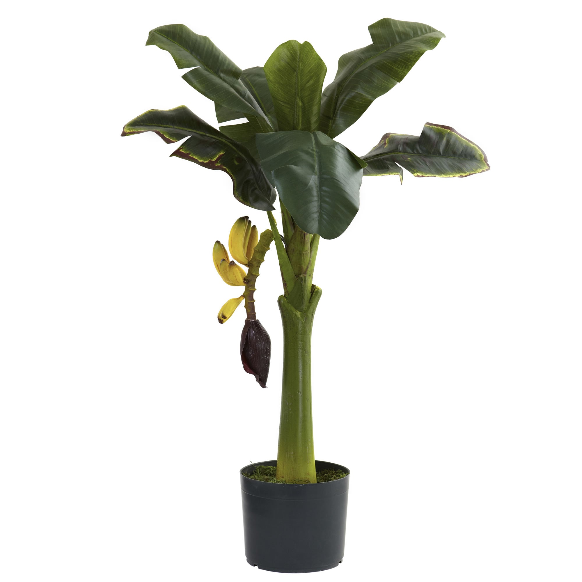 3' Banana Tree w/7 Lvs