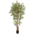 6' Japanese Bamboo Tree x 6 w/1920 Lvs