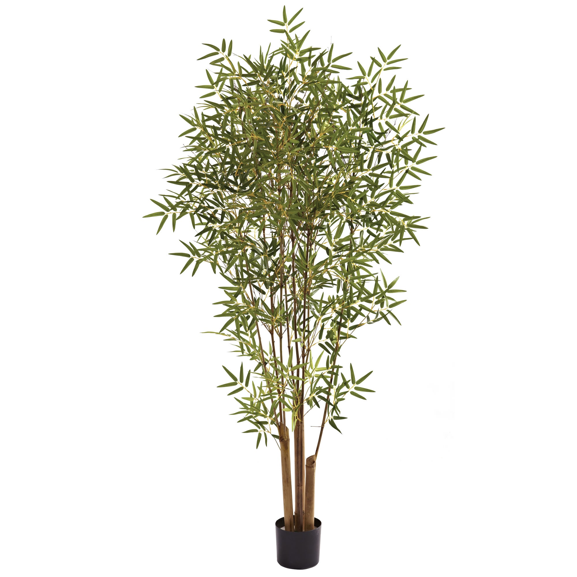 6' Japanese Bamboo Tree x 6 w/1920 Lvs
