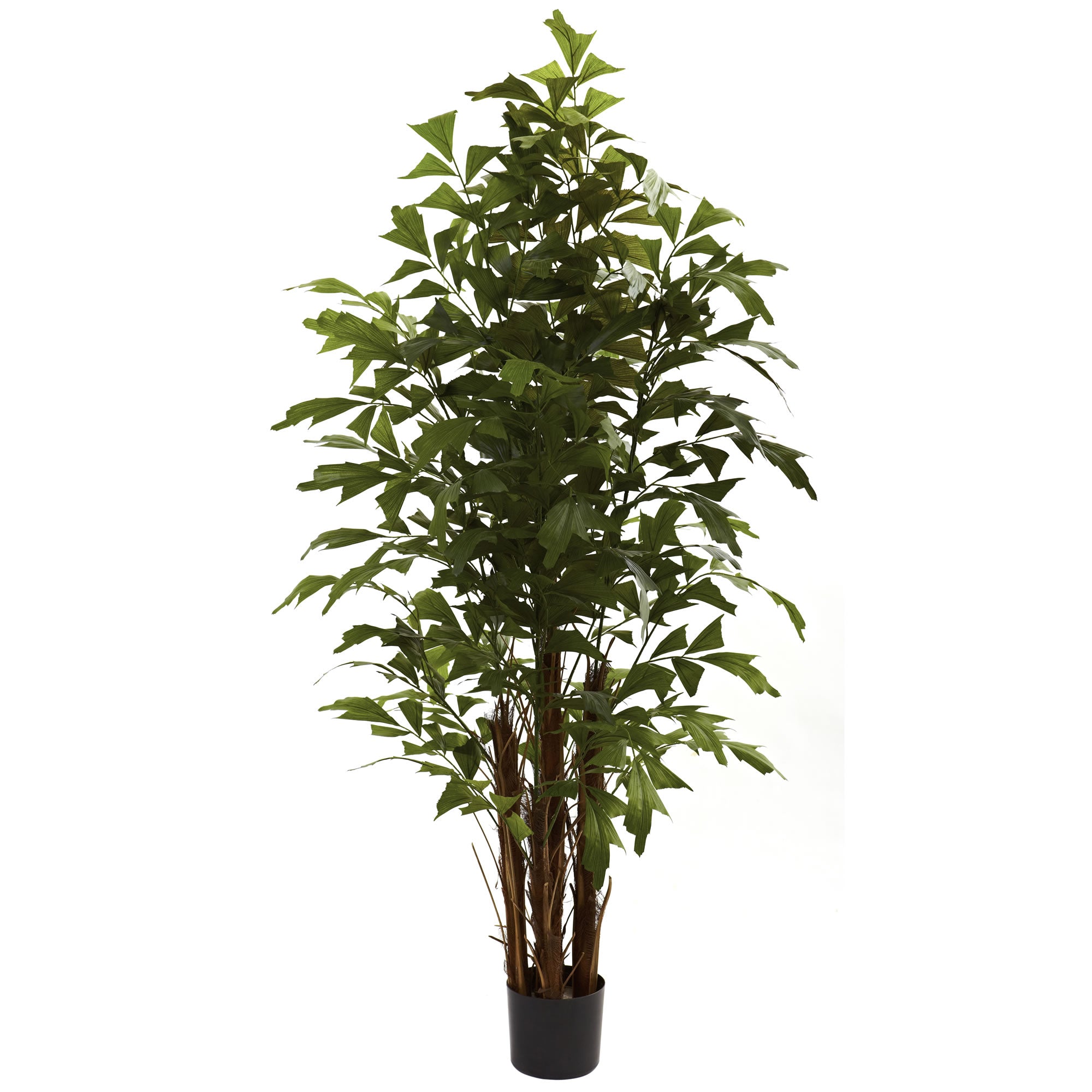 6' Fishtail Palm Tree x 5 w/594 Lvs