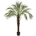 6' Robellini Palm Tree w/642 Lvs