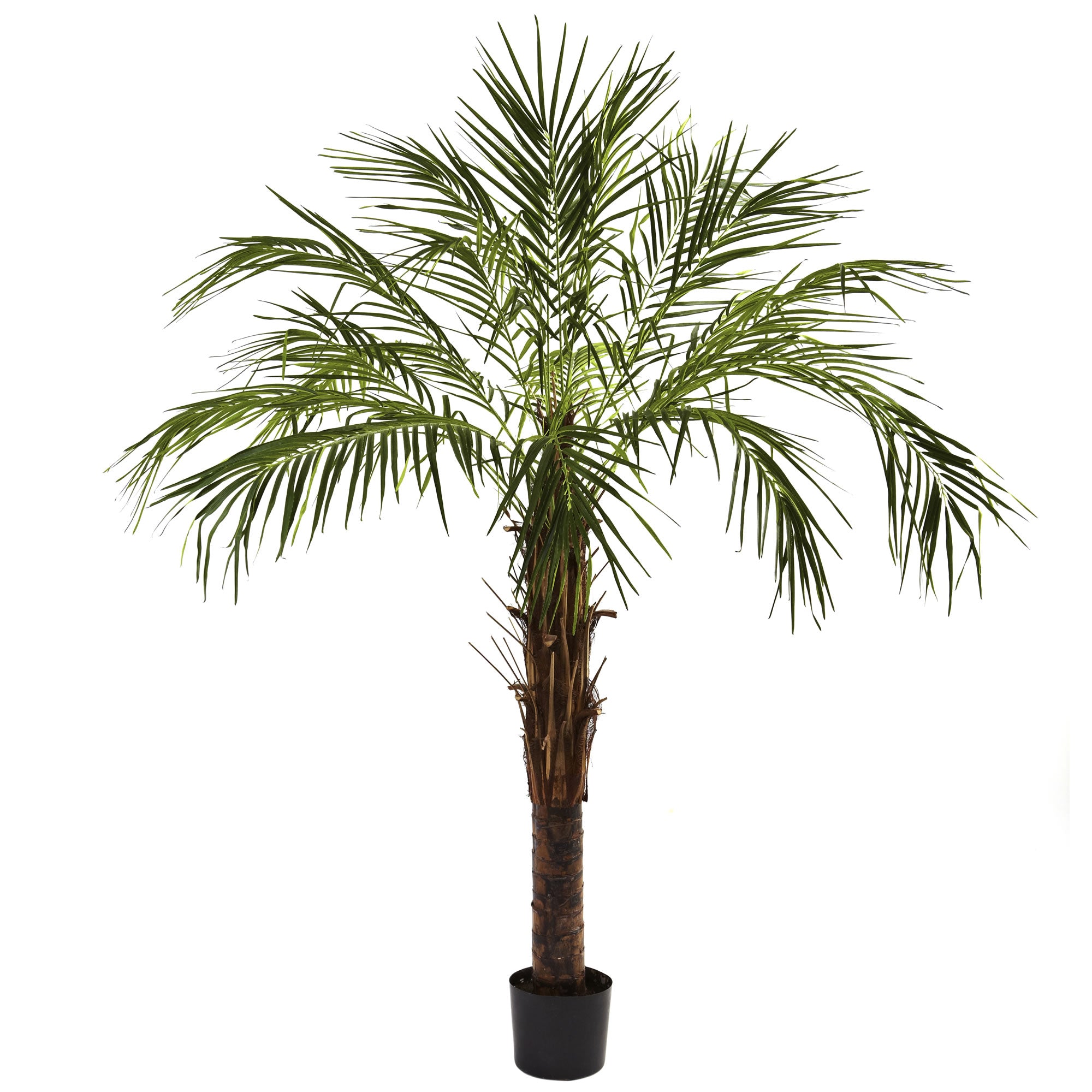 6' Robellini Palm Tree w/642 Lvs