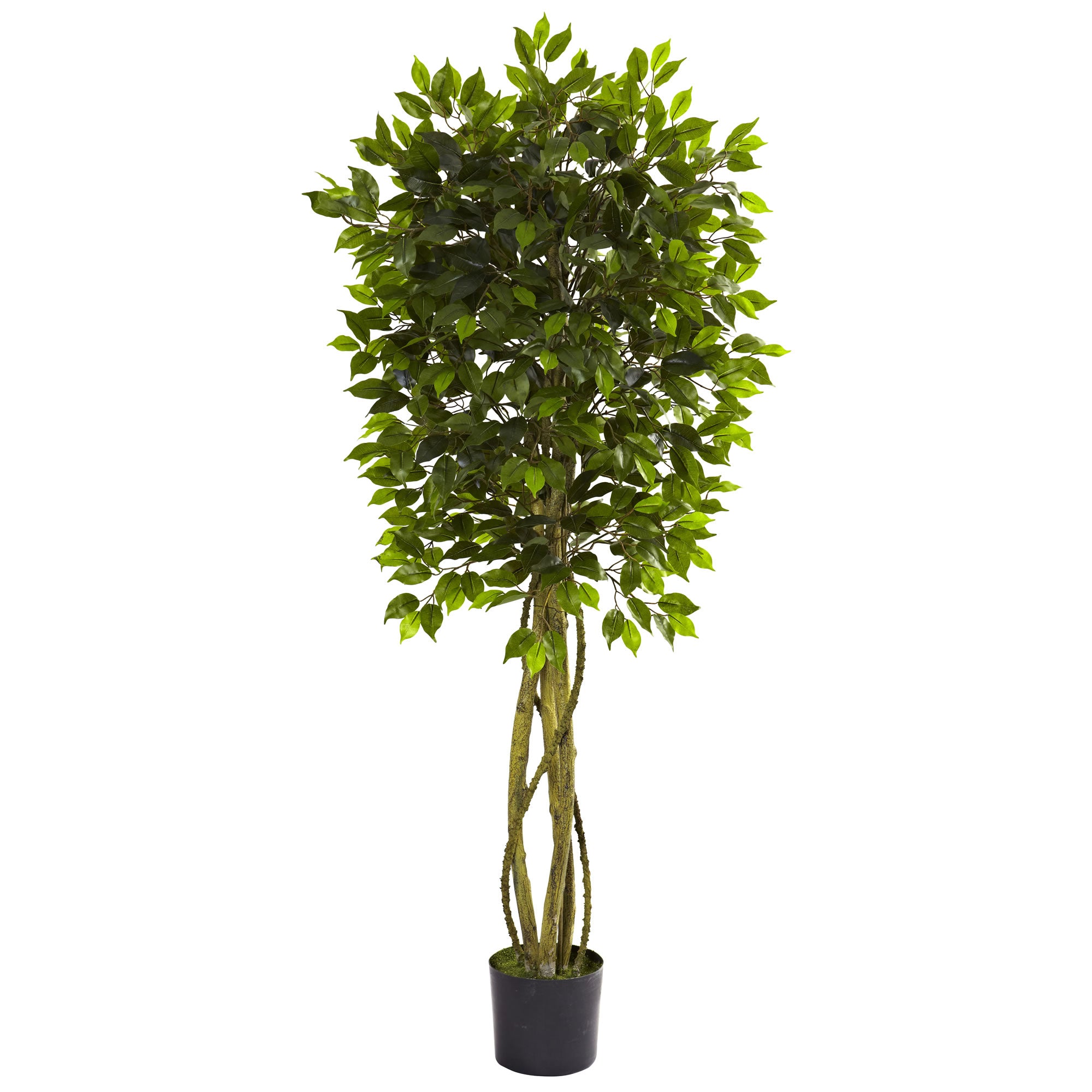 5.5' Ficus Tree UV Resistant x 5 w/840 Lvs (Indoor/Outdoor)