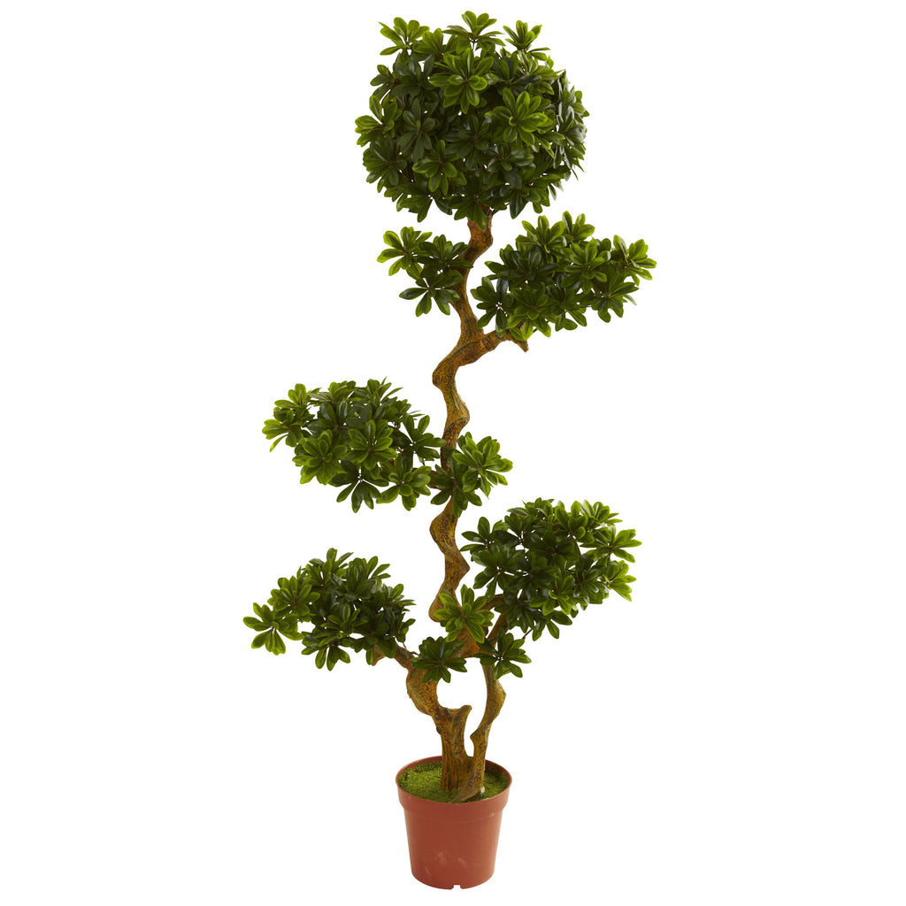 5' Pittispourm UV Resistant (Indoor/Outdoor) x 2 w/2688 Lvs