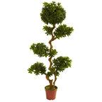 5' Pittispourm UV Resistant (Indoor/Outdoor) x 2 w/2688 Lvs
