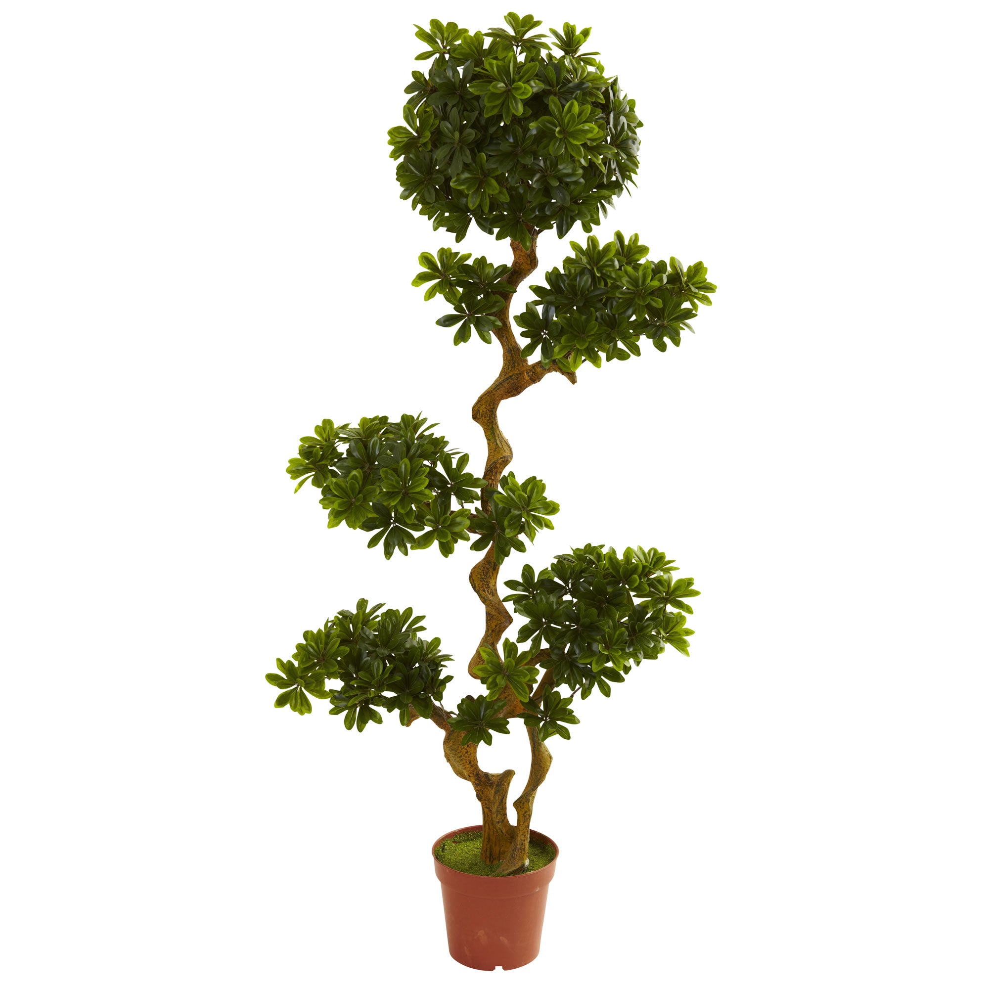 5' Pittispourm UV Resistant (Indoor/Outdoor) x 2 w/2688 Lvs