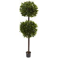 6' Sweet Bay Double Ball Topiary x 2 w/2025 Lvs