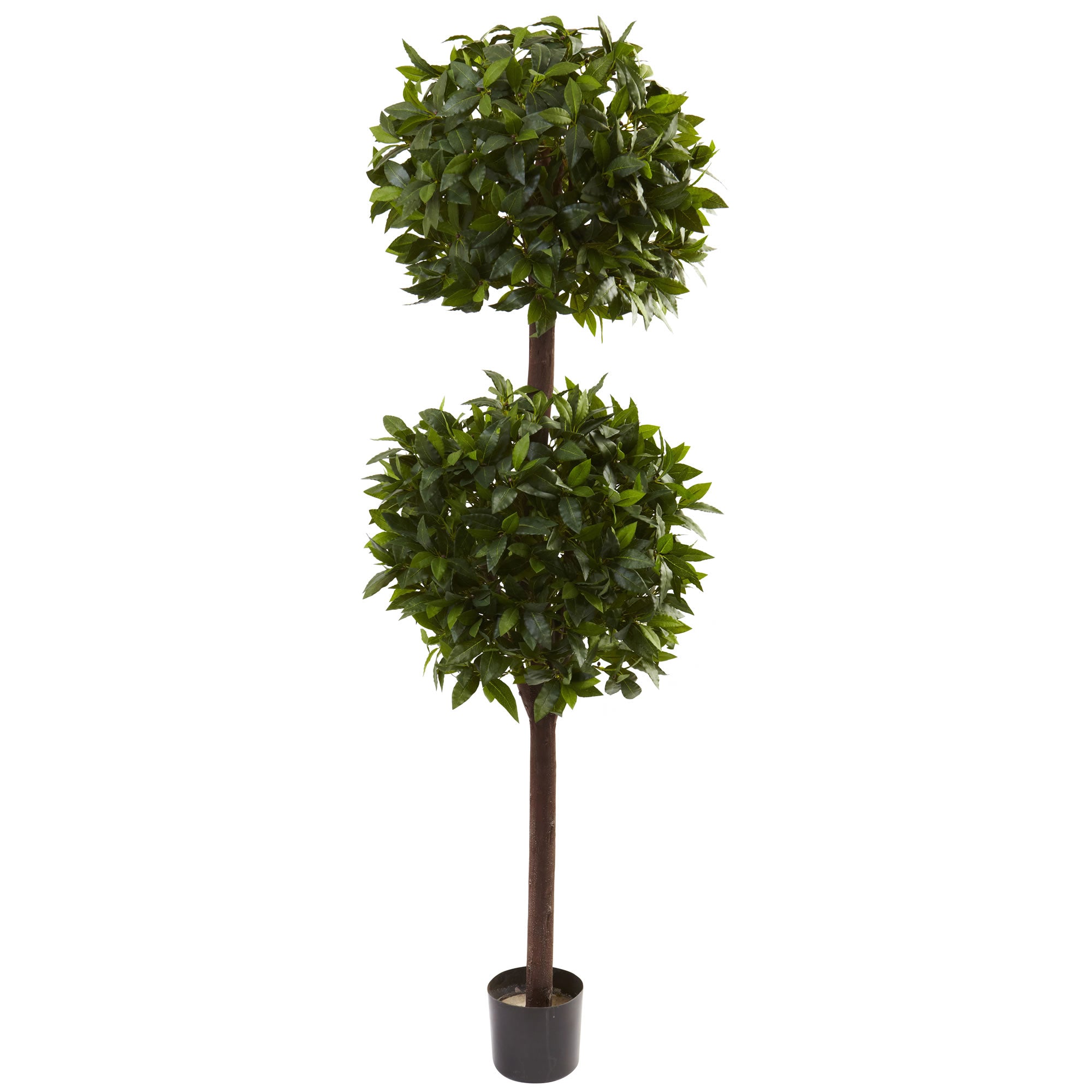 6' Sweet Bay Double Ball Topiary x 2 w/2025 Lvs