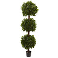 6.5' Sweet Bay Triple Ball Topiary w/2600 Lvs
