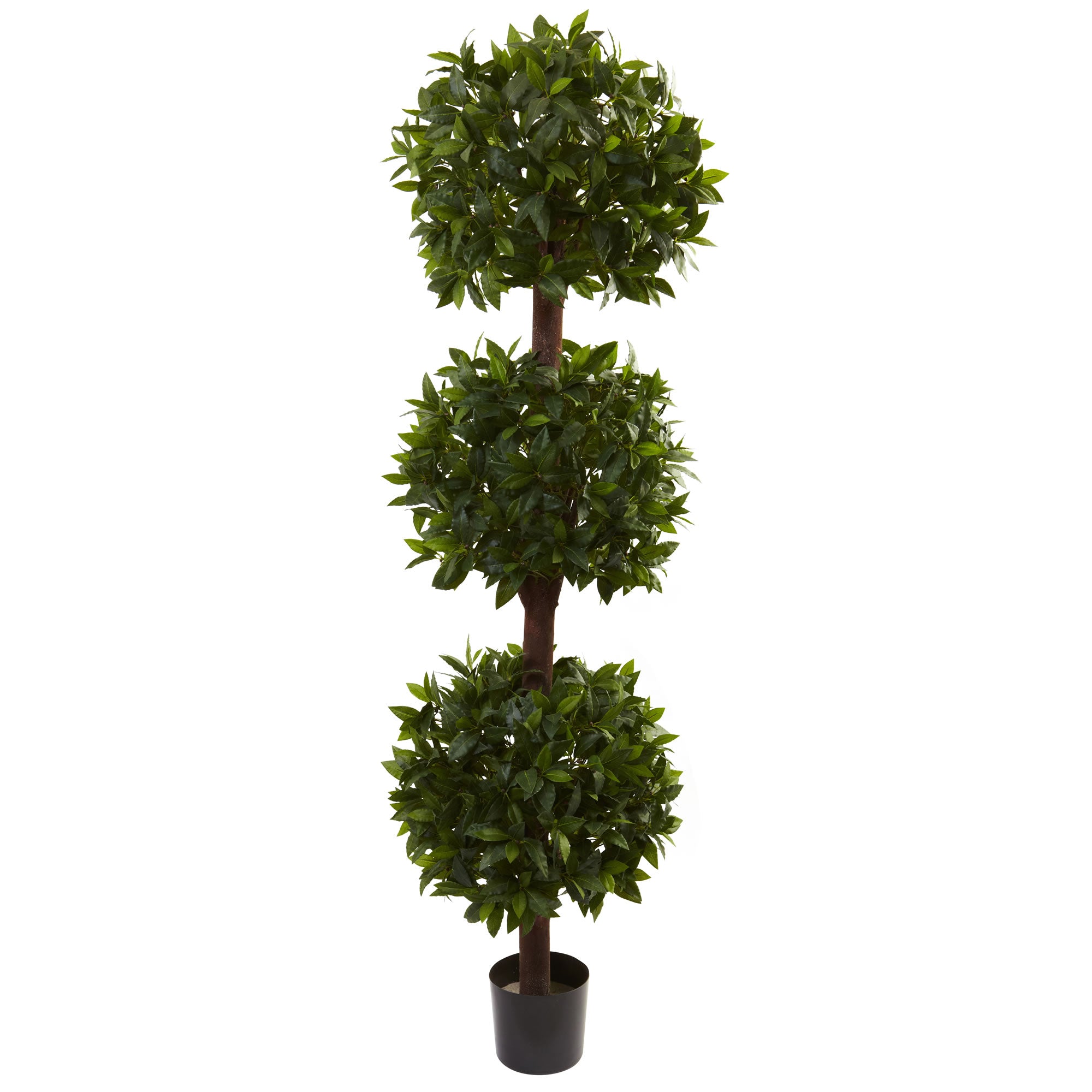 6.5' Sweet Bay Triple Ball Topiary w/2600 Lvs
