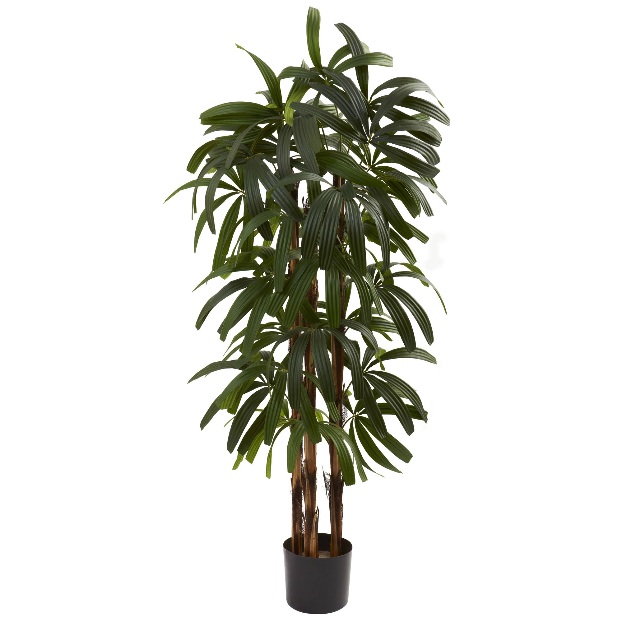 4' Raphis Palm Tree w/196 Lvs
