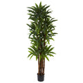 6.5' Dracaena Tree x 8 w/214 Lvs