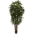 6' Raphis Palm Tree x 5 w/588 Lvs
